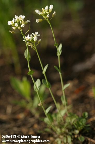 Rock Pennycress