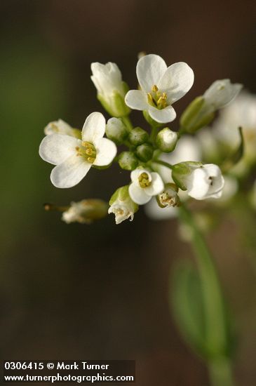 Rock Pennycress blossoms detail