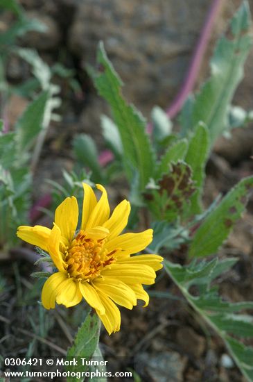 Serrate Balsamroot