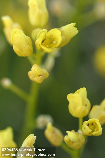 Thick-leaved Draba blossoms detail