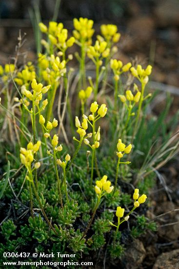 Thick-leaved Draba