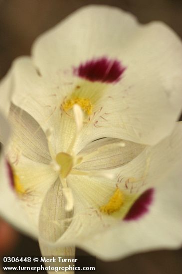 Big-pod Mariposa Lily blossom detail