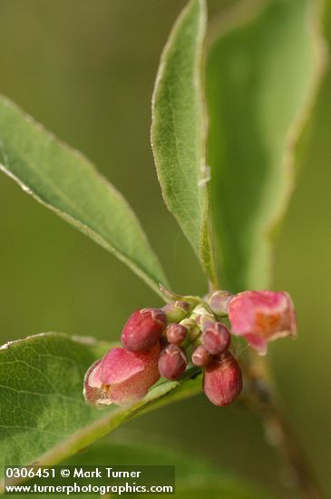 Western Snowberry blossoms & foliage detail