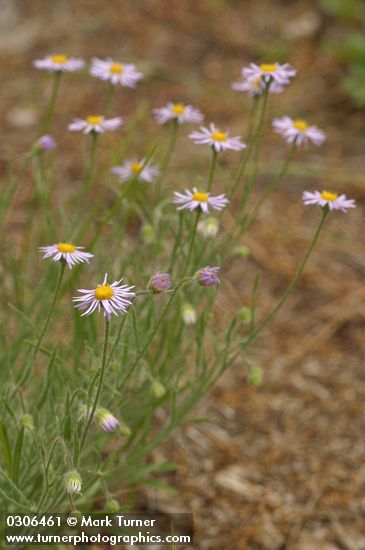 Shaggy Daisies