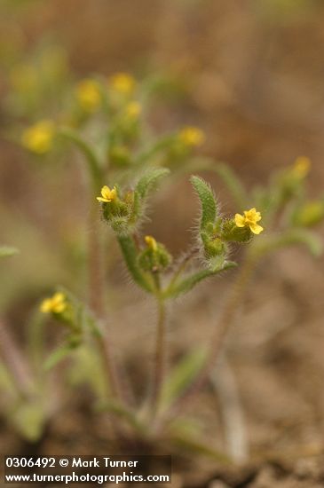 Small-headed Tarweed