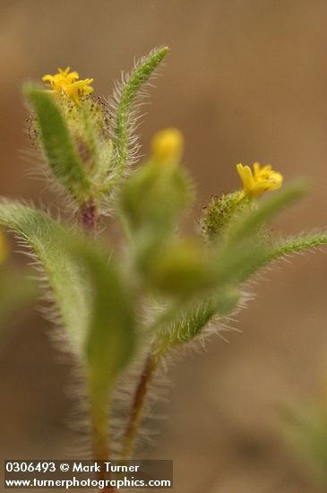 Small-headed Tarweed blossoms & foliage detail