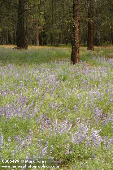 Tailcup Lupines under Ponderosa Pines