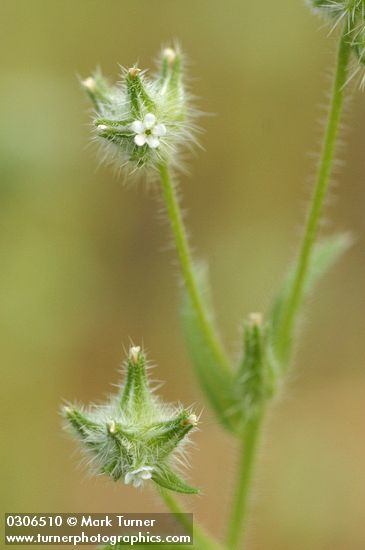 Obscure Cryptantha blossom detail