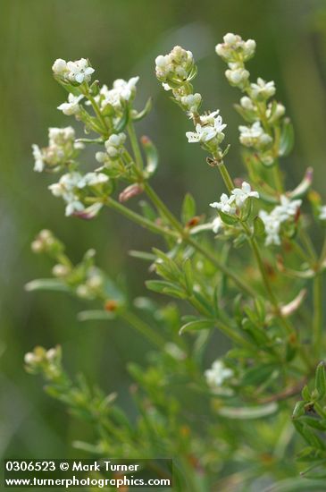 Northern Bedstraw