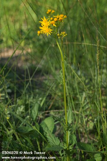 Streambank Butterweed