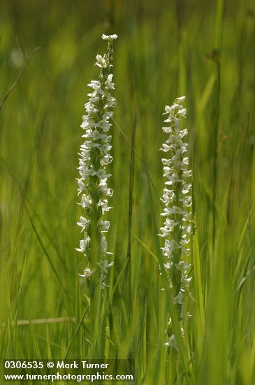 White Bog Orchid