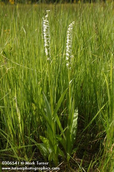 White Bog Orchids
