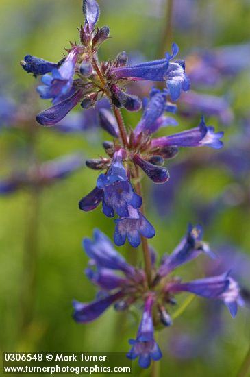 Rydberg's Penstemon blossoms