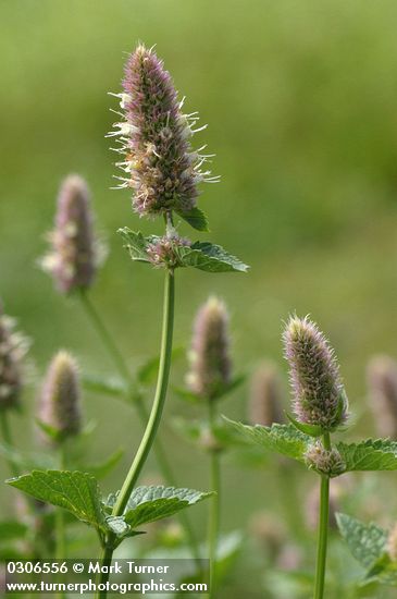Nettle-leaf Horsemint blossoms & foliage detail