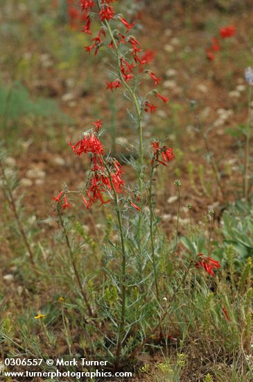 Scarlet Gilia