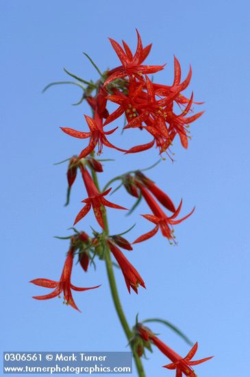Scarlet Gilia blossoms against blue sky