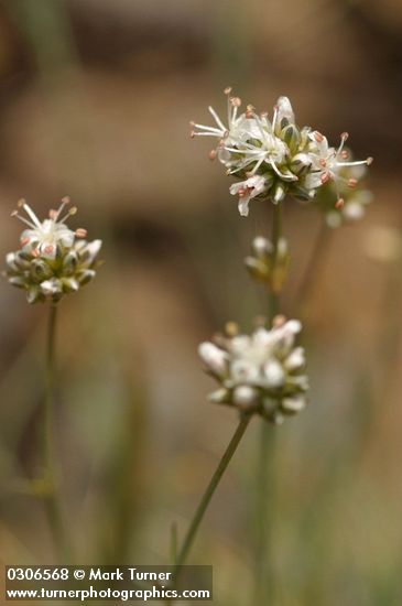 Ballhead Sandwort blossoms detail