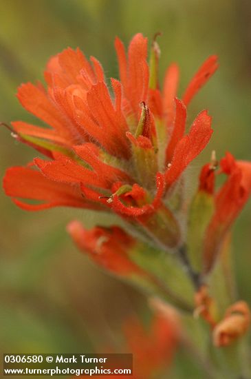 Acute Indian Paintbrush bracts & blossom detail