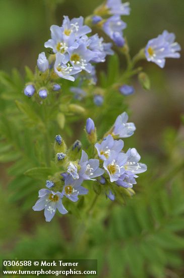Showy Polemonium blossoms