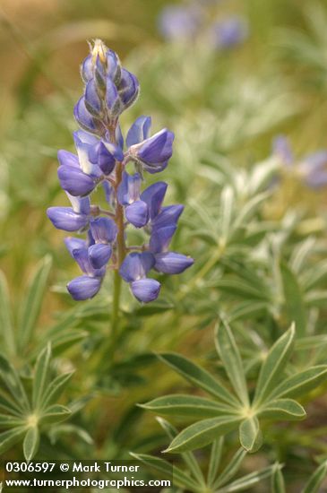 Dry-ground Lupine
