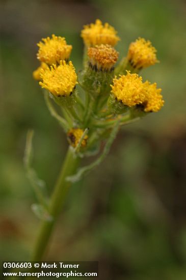 Western Groundsel blossoms detail