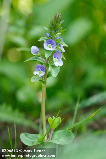 Thyme-leaved Speedwell