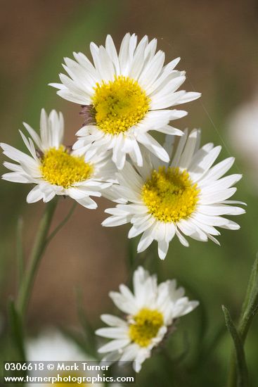 Plains Daisy blossoms detail