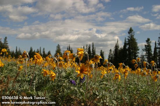 Hoary Balsamroot in meadow