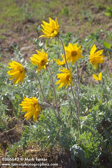 Hoary Balsamroot