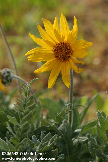 Hoary Balsamroot blossom & foliage detail