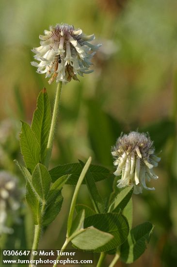 White Sweet Clover blossoms & foliage detail