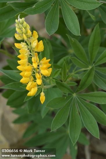 Sabin's lupine blossoms & foliage detail