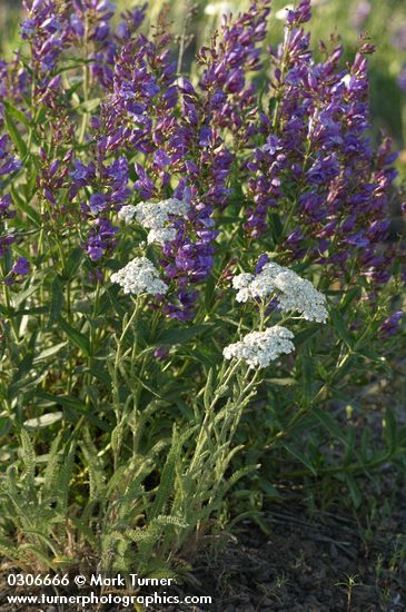 Elegant (Blue Mountain) Penstemon w/ Yarrow