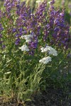 Elegant (Blue Mountain) Penstemon w/ Yarrow