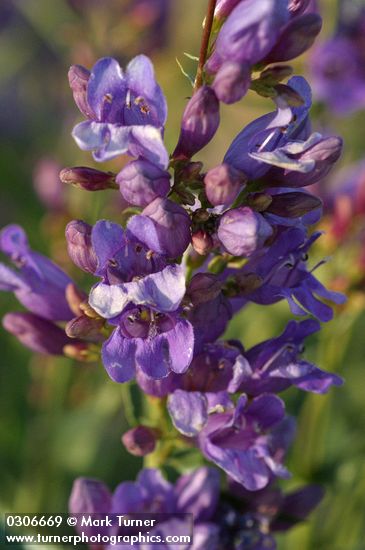Elegant (Blue Mountain) Penstemon blossoms detail