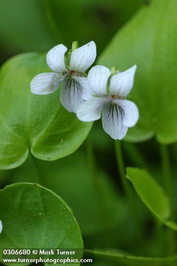 Marsh Violets