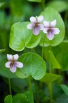 Marsh Violets