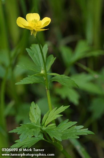 Straight-beak Buttercup blossom & foliage detail
