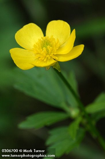 Straight-beak Buttercup blossom detail