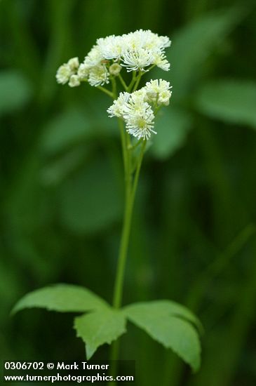 False Bugbane blossoms & foliage