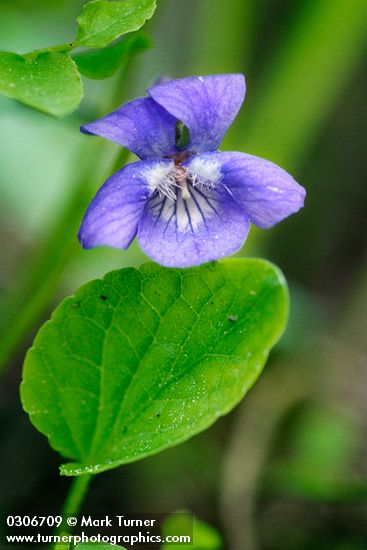 Early Blue Violet blossom & foliage detail