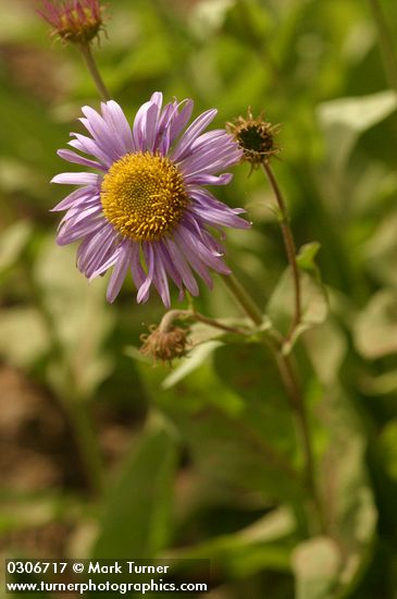 Subalpine Daisy blossom detail