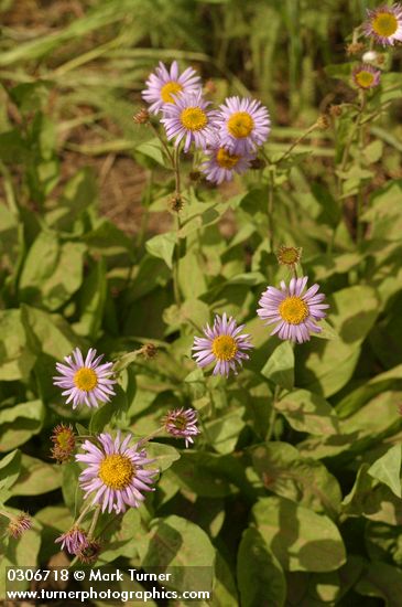 Subalpine Daisies