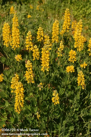 Sabin's Lupines