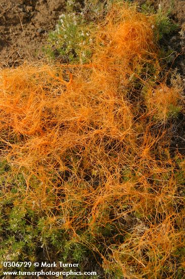 Love-tangle (Western Dodder) parasitic on Phlox