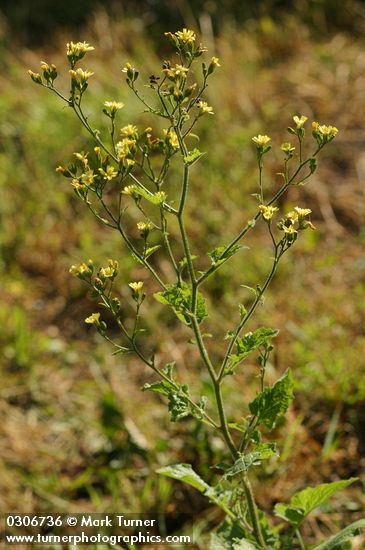 Nipplewort