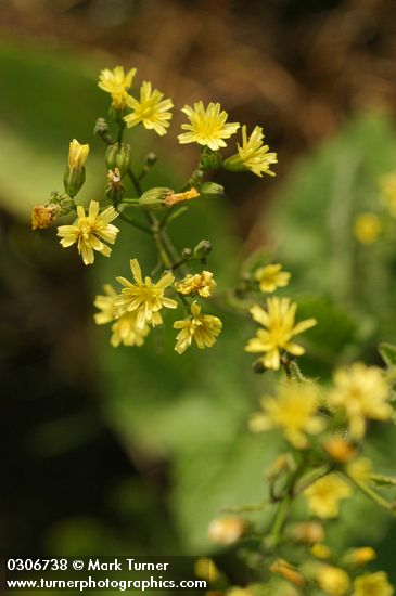 Nipplewort blossoms detail