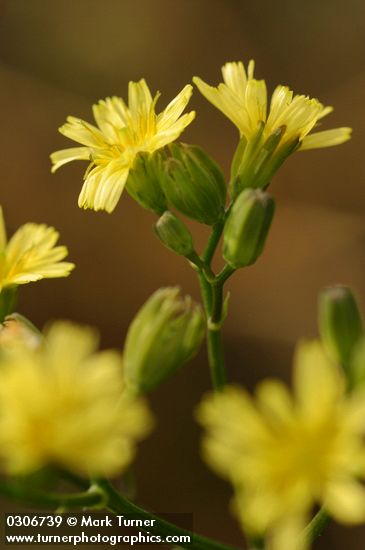 Nipplewort blossoms extreme detail