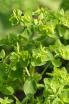 Petty Spurge blossoms & foliage