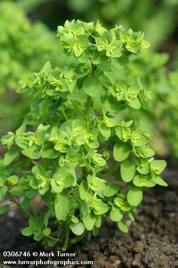 Petty Spurge